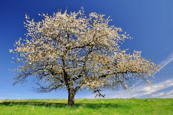 벚꽃피는 벚나무 — 스톡 사진