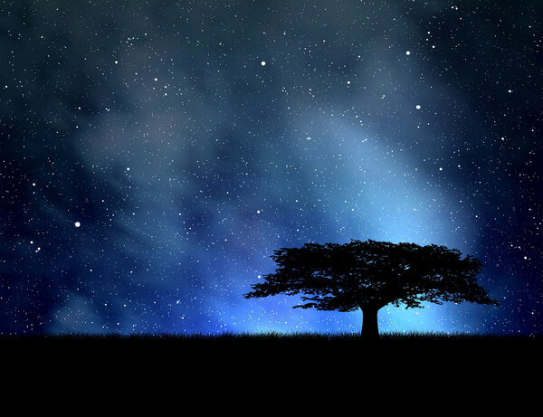 Tree silhouette against the night sky
