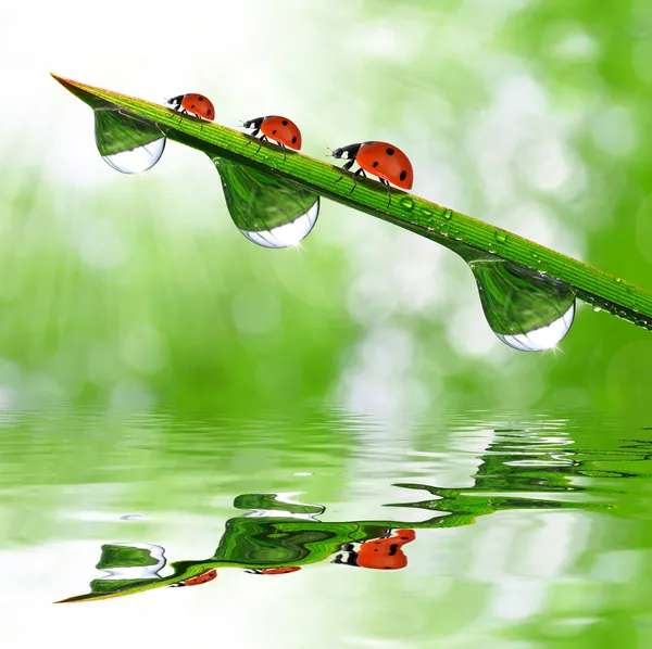 Ladybugs ile çiy — Stok fotoğraf