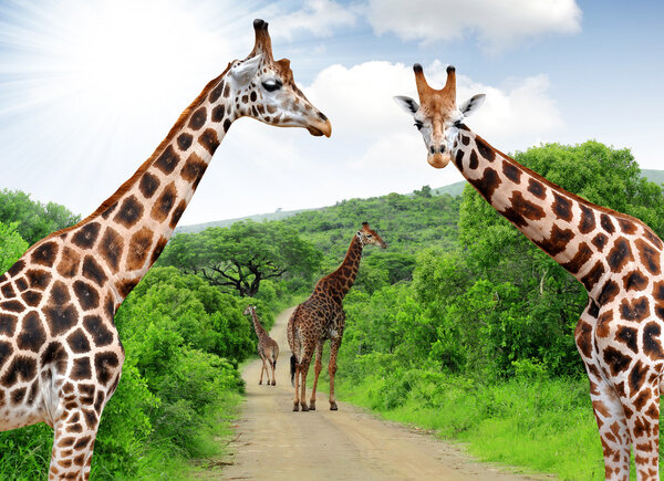 Giraffes