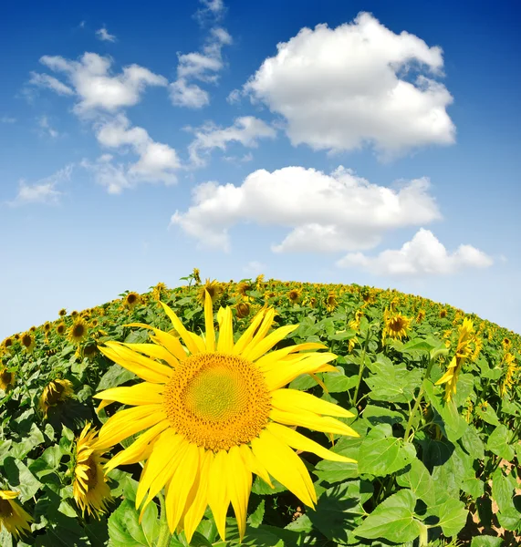 Champ de tournesol — Photo