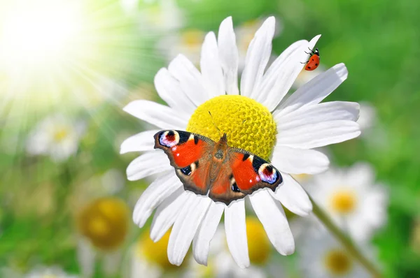 Blommig bakgrund — Stockfoto