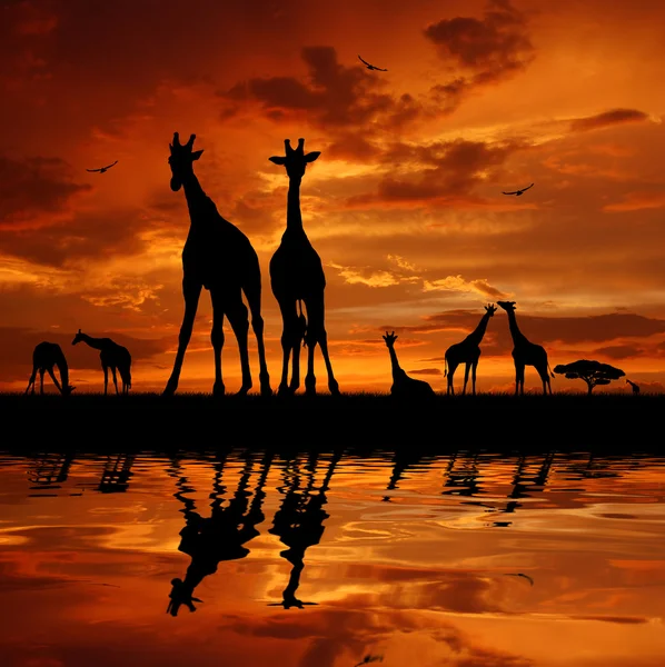 Giraffenherde — Stockfoto