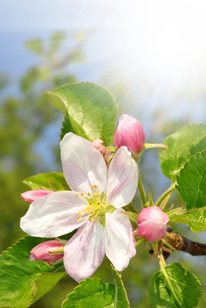 Vårblomster – stockfoto