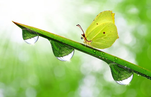 Dew and butterfly — Stock Photo, Image