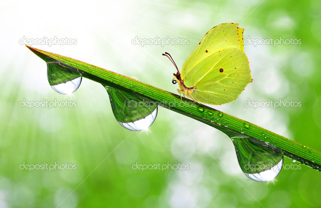 dew and butterfly