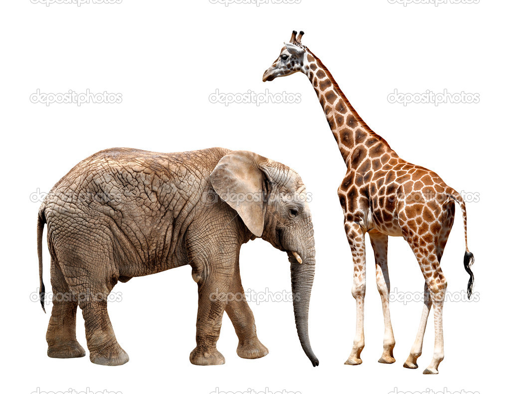 Giraffes with elephant Stock Photo by ©vencav 20393725
