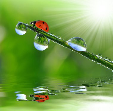 çiğ ve uğur böceği