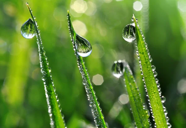 Dauwdruppels — Stockfoto