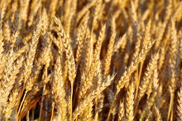 Wheat field — Stock Photo, Image