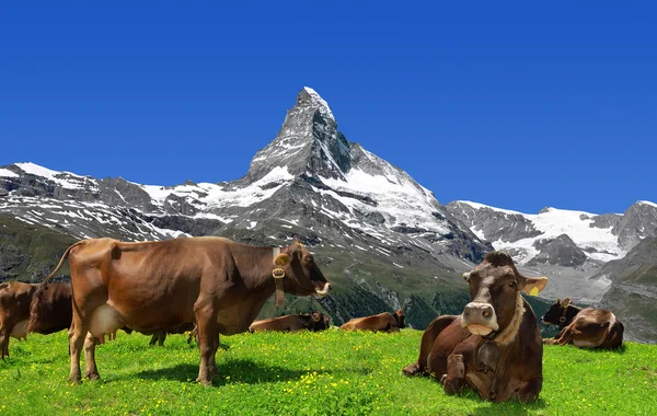 スイスアルプスの牛 — ストック写真