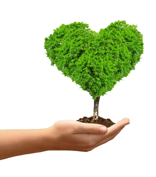 Growing tree in the shape heart in hand — Stock Photo, Image