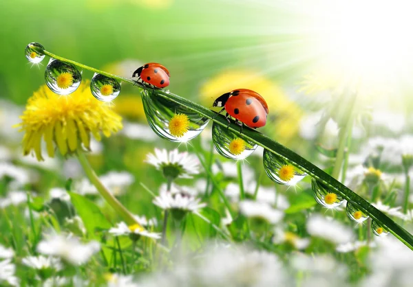 Rocía gotas con mariquitas — Foto de Stock