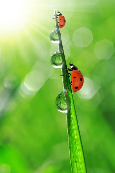 Dew and ladybugs — Fotografie, imagine de stoc