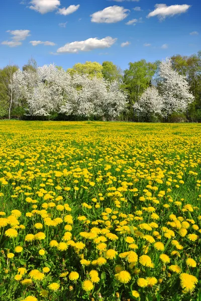 Frühlingslandschaft — Stockfoto