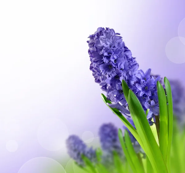 Hyacinth — Stock Photo, Image