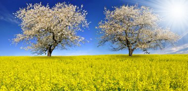 kiraz ağaçları çiçek açan