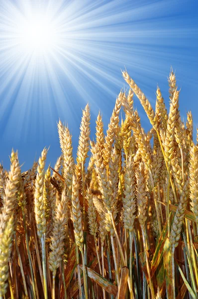 Золота пшениця — стокове фото