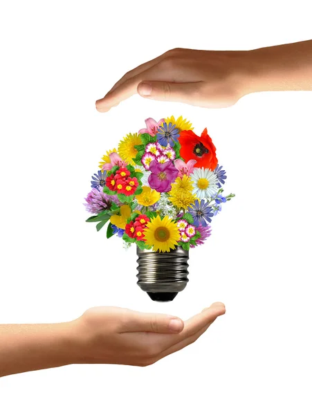 Bulb flowers in hands — Stock Photo, Image