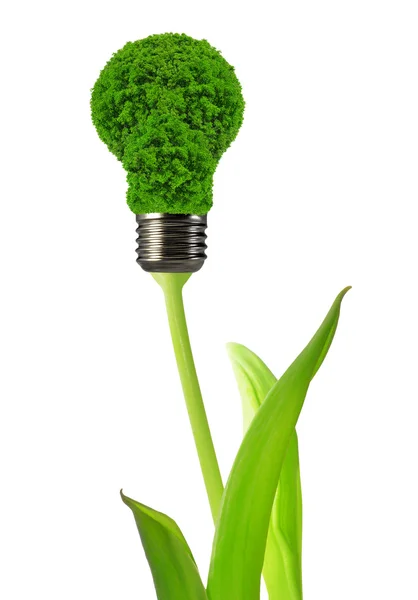 Bombilla de energía ecológica — Foto de Stock