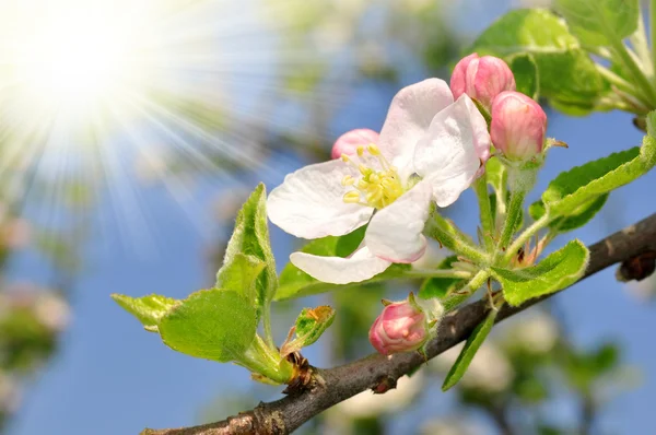 Spring blossoms — Stockfoto