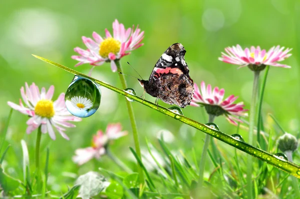 Rugiada con farfalla — Foto Stock