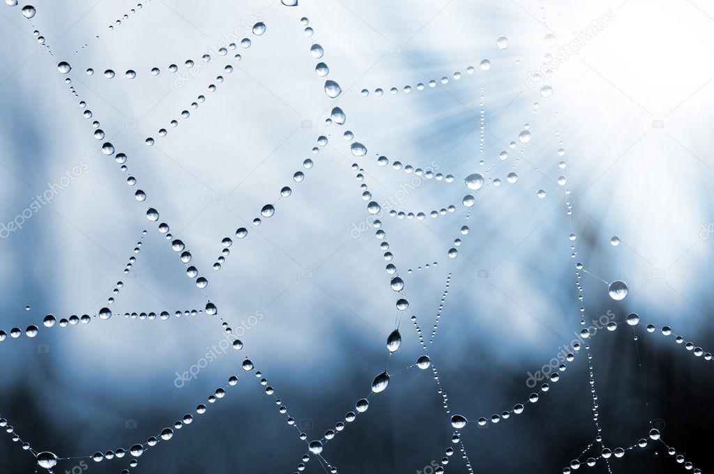 spider web