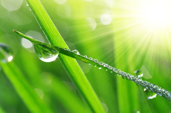 Dew drops — Stock Photo, Image