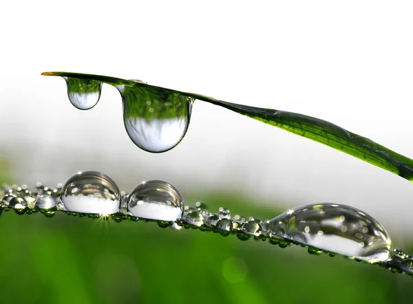 Dew drops — Stock Photo, Image