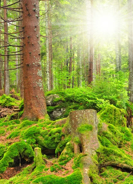 Forêts sauvages de montagne — Photo