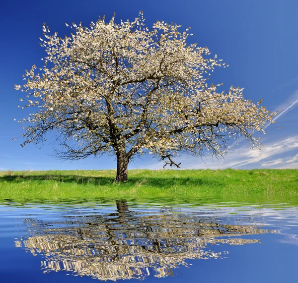 Kersenboom — Stockfoto