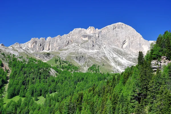 Rosengarten — Stok fotoğraf