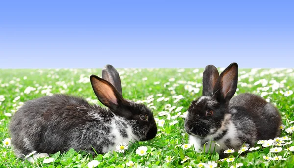 Cute Rabbits — Stock Photo, Image