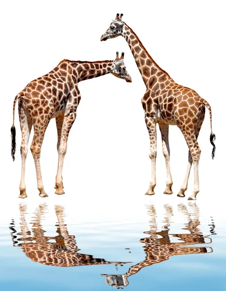 Giraffen — Stockfoto