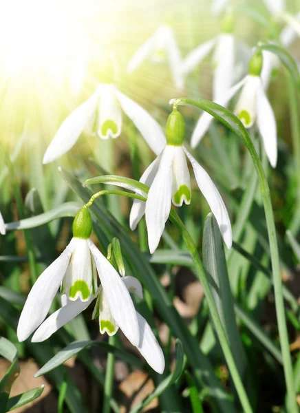 Snowdrops — Stock Photo, Image