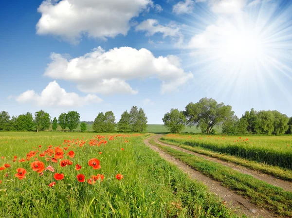 Field way — Stock Photo, Image