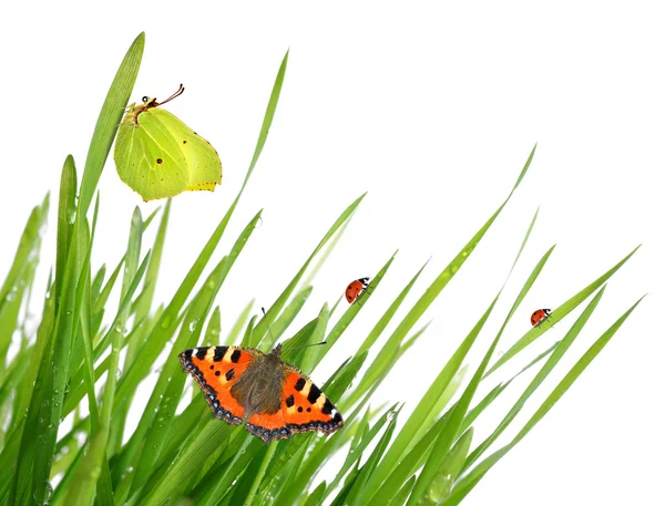 Rugiada fresca del mattino con farfalle e coccinelle — Foto Stock