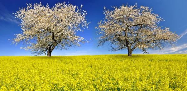 Bloeiende kersen bomen — Stockfoto