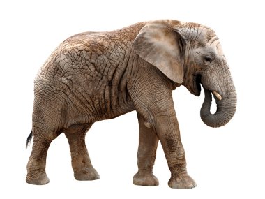Afrika fili