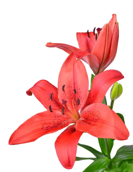 Red Lily — Stock Photo, Image