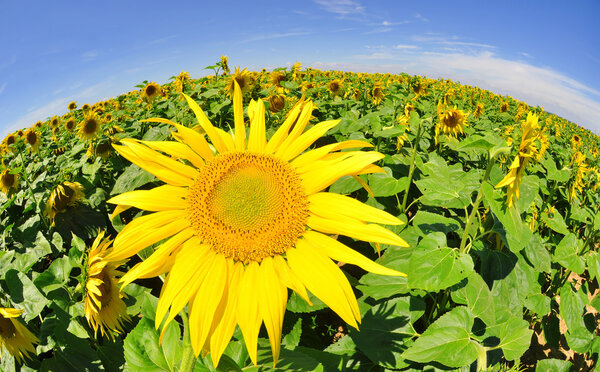 sunflower field