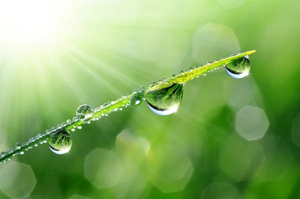 Dew drops — Stock Photo, Image