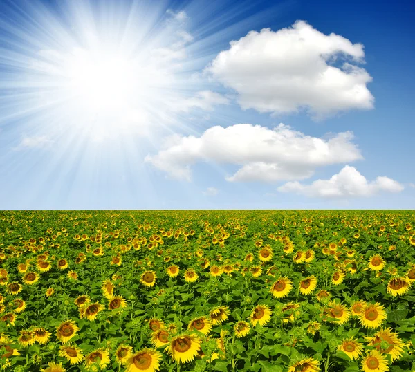 Sunflower field — Stock Photo, Image