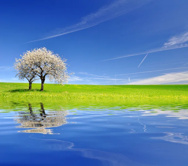 Blooming cherry tree — Stock Photo, Image