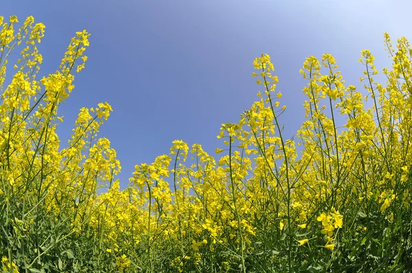 Koolzaad veld — Stockfoto