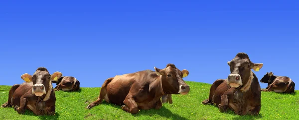 母牛 — 图库照片