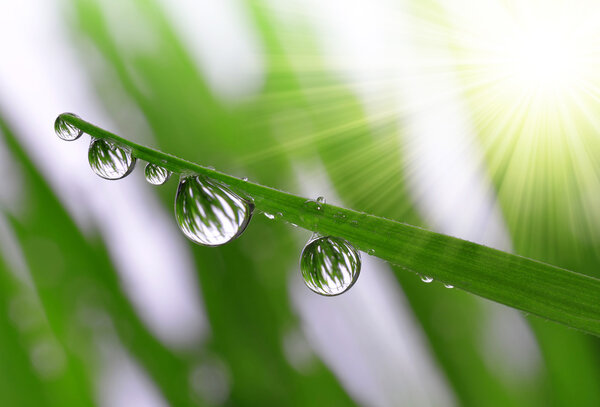 Dew drops