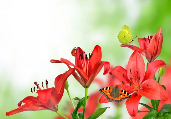 Lily with butterflies — Stock Photo, Image