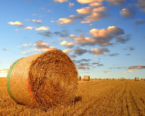 Balle di paglia — Foto Stock