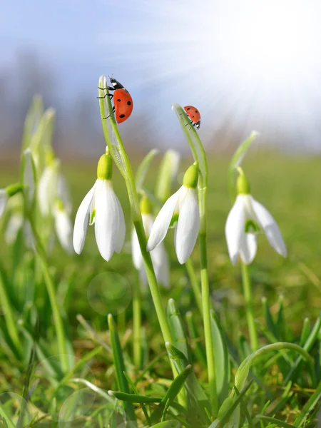 Closeup snowdrops — Stock Photo, Image